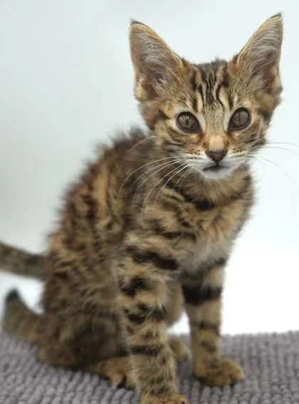 A baby small-sized female Domestic Short Hair cat named Hope for adoption in Bowling Green, KY
