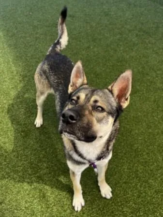 A young large-sized male Mixed Breed dog named Wolfie for adoption in Los Angeles, CA