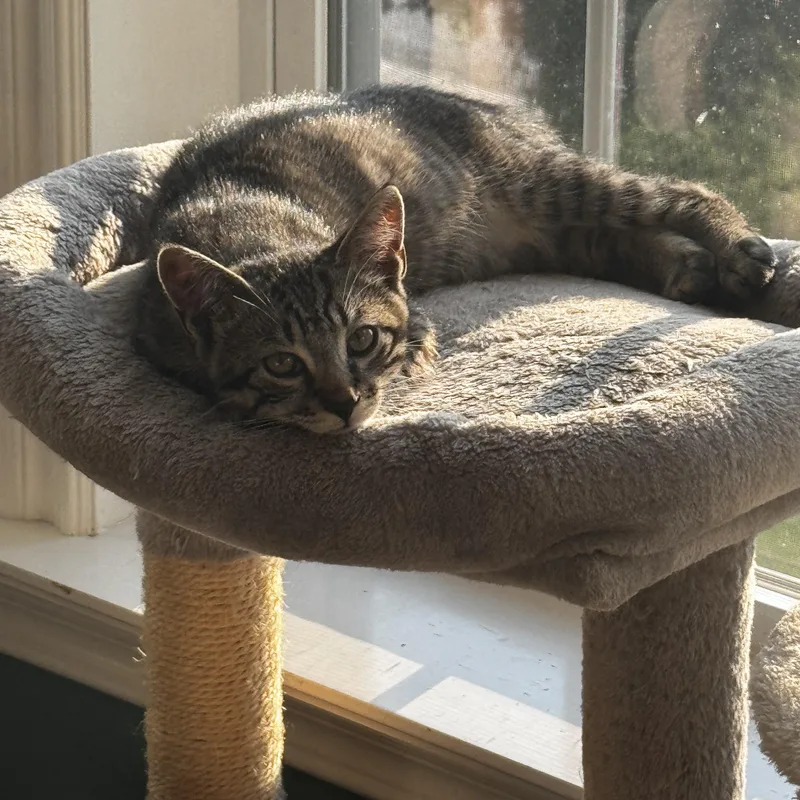 A baby medium-sized female Brown / Chocolate Domestic Short Hair cat named Shakira for adoption in Moriches, NY