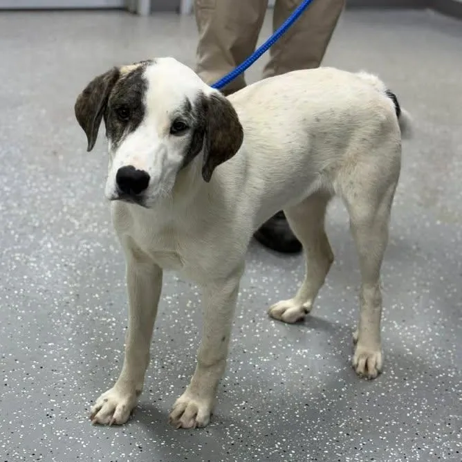 A baby large-sized male White / Cream Mountain Cur dog named Odin for adoption in Bardstown, KY
