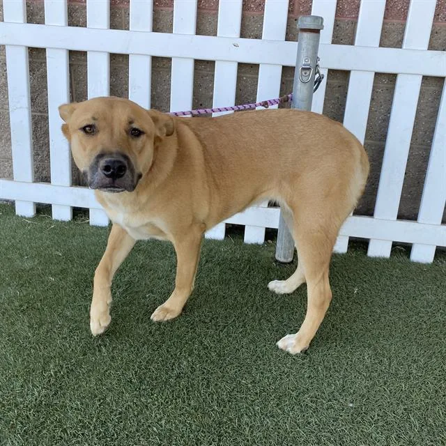 Canela