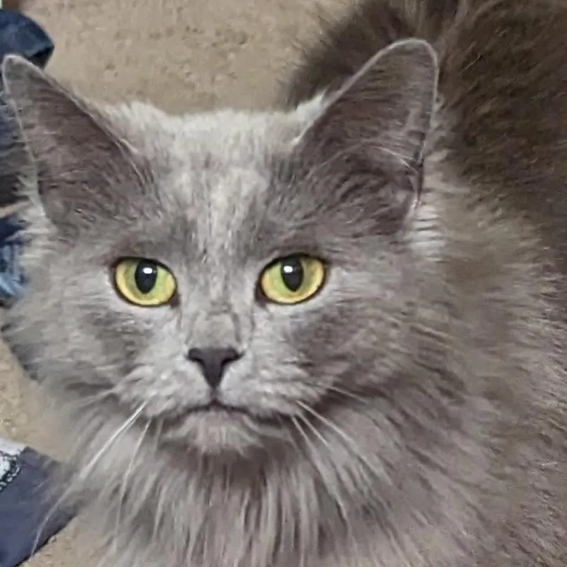 Porsche @ Pet Supplies thumbnail 3