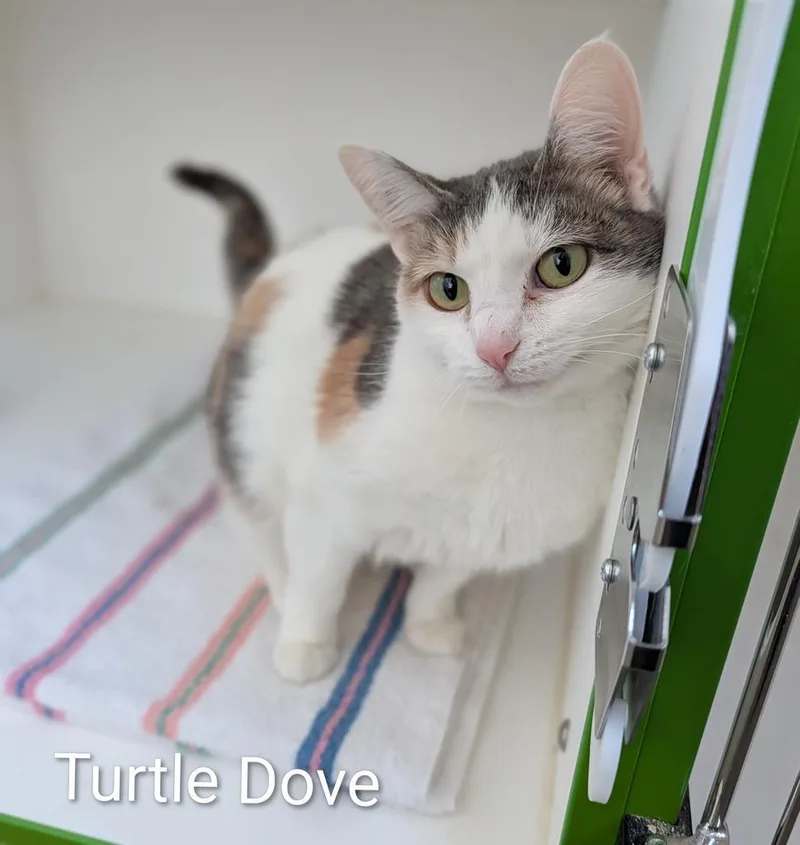 Turtle Dove thumbnail 2