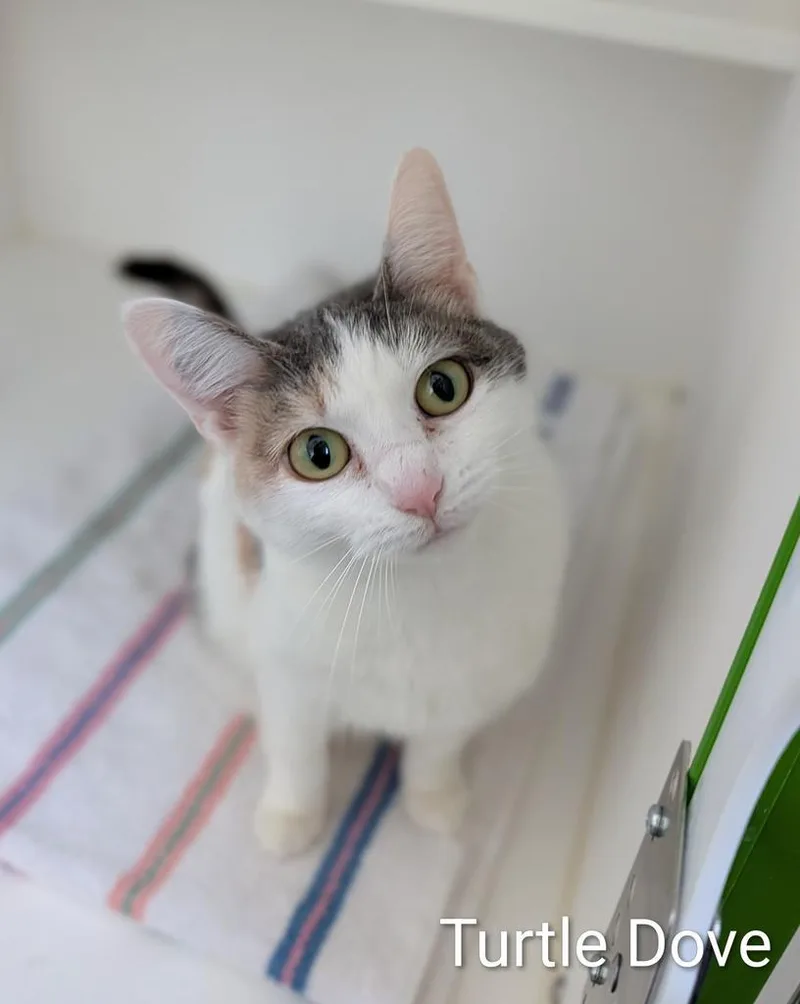 Turtle Dove thumbnail 3