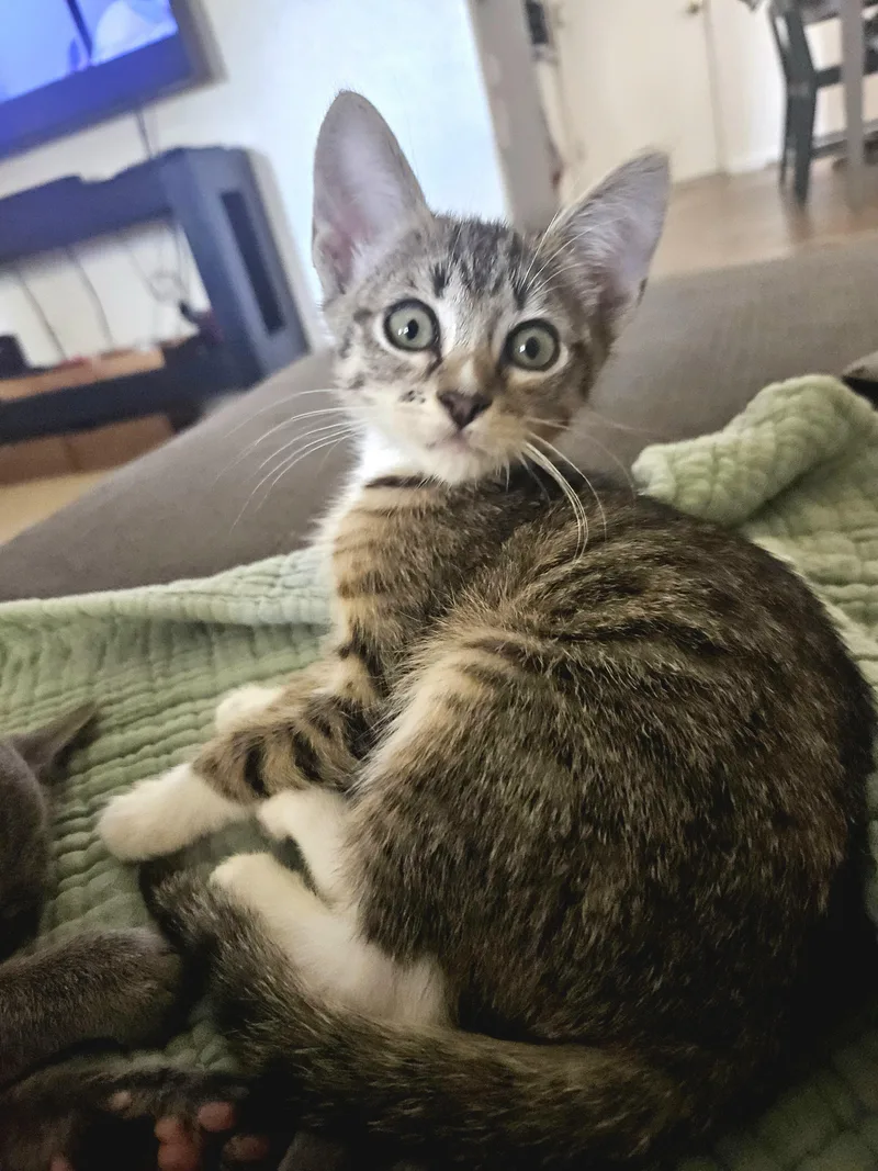 A baby medium-sized male Tabby (Gray / Blue / Silver) Tabby cat named Dusty Buns for adoption in Fresno, CA