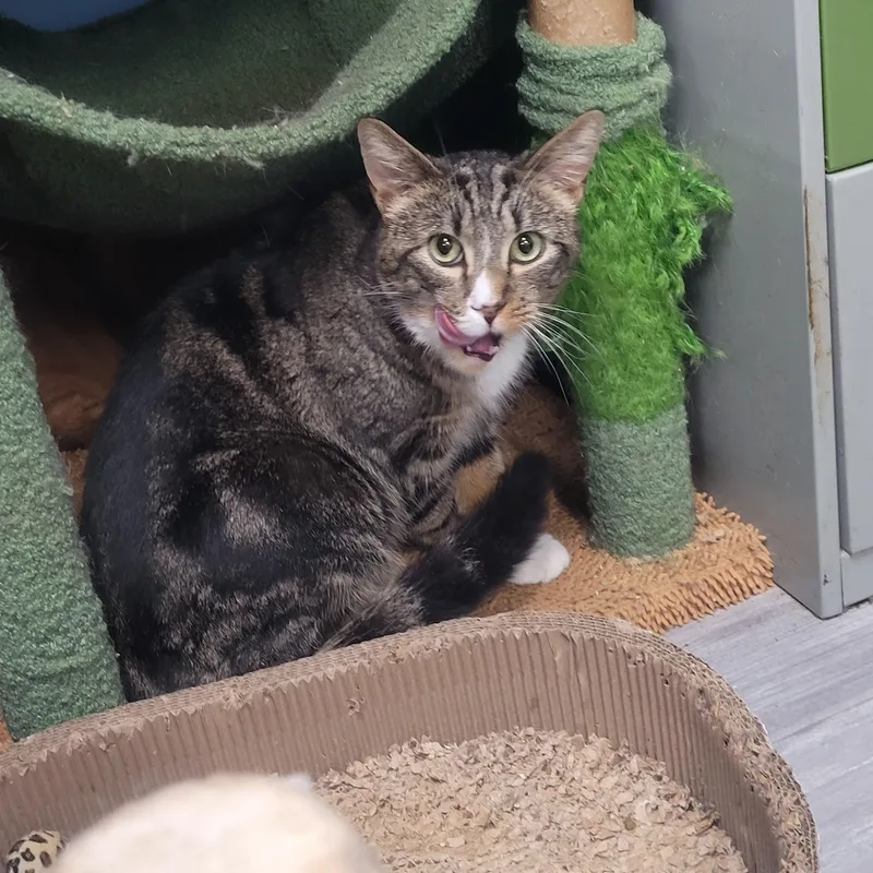 An adult medium-sized female Tabby (Buff / Tan / Fawn) Domestic Short Hair cat named Daniel for adoption in Norfolk, VA