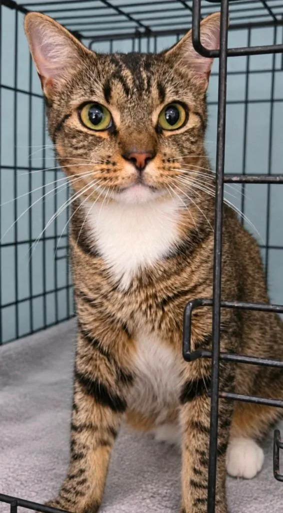 An adult medium-sized male Domestic Short Hair cat named Limus for adoption in El Dorado, AR