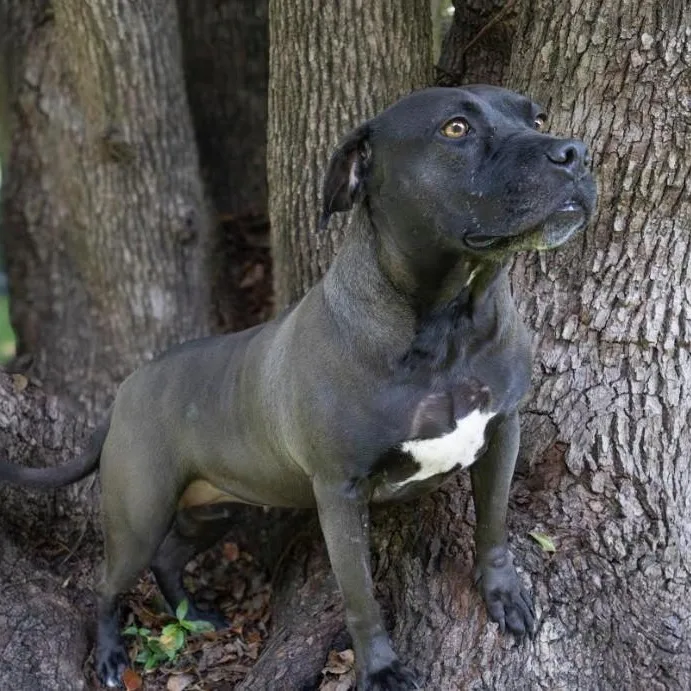 An adult medium-sized female Mixed Breed dog named Lacey for adoption in Palm Harbor, FL