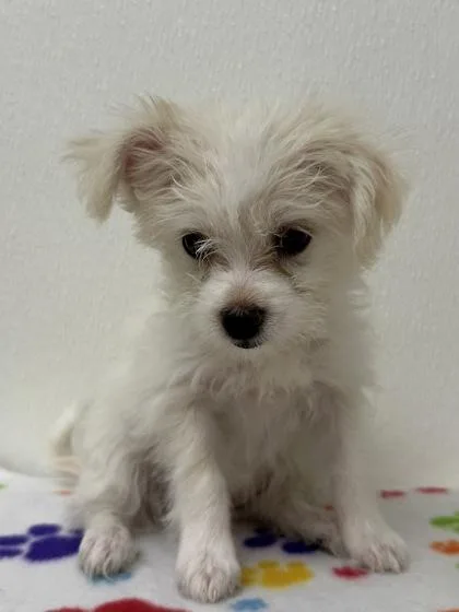 A young small-sized female Schnauzer dog named Talia for adoption in Phoenix, AZ