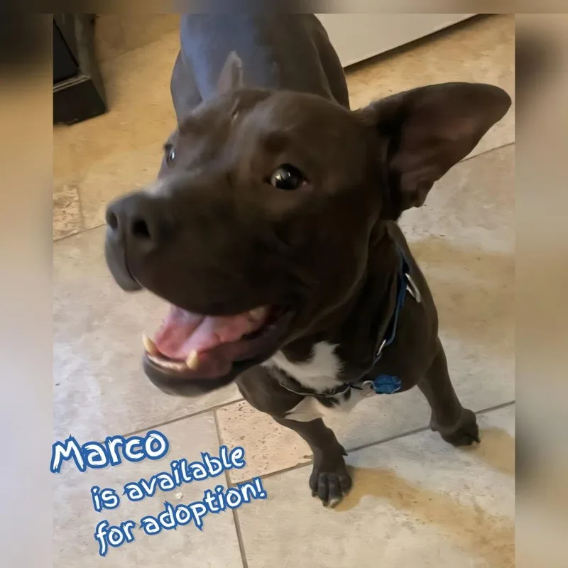 An adult large-sized male Black Pit Bull Terrier dog named Marco for adoption in Plano, TX