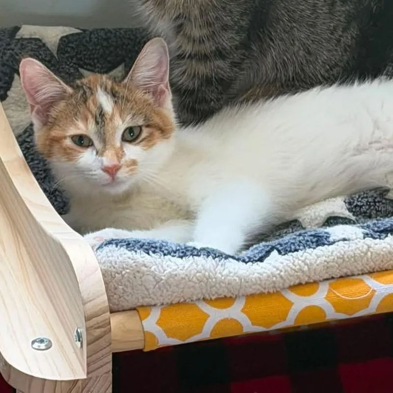 A baby small-sized female Calico Domestic Short Hair cat named Blanche for adoption in Richland, MI