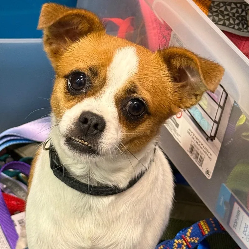 Gizmo