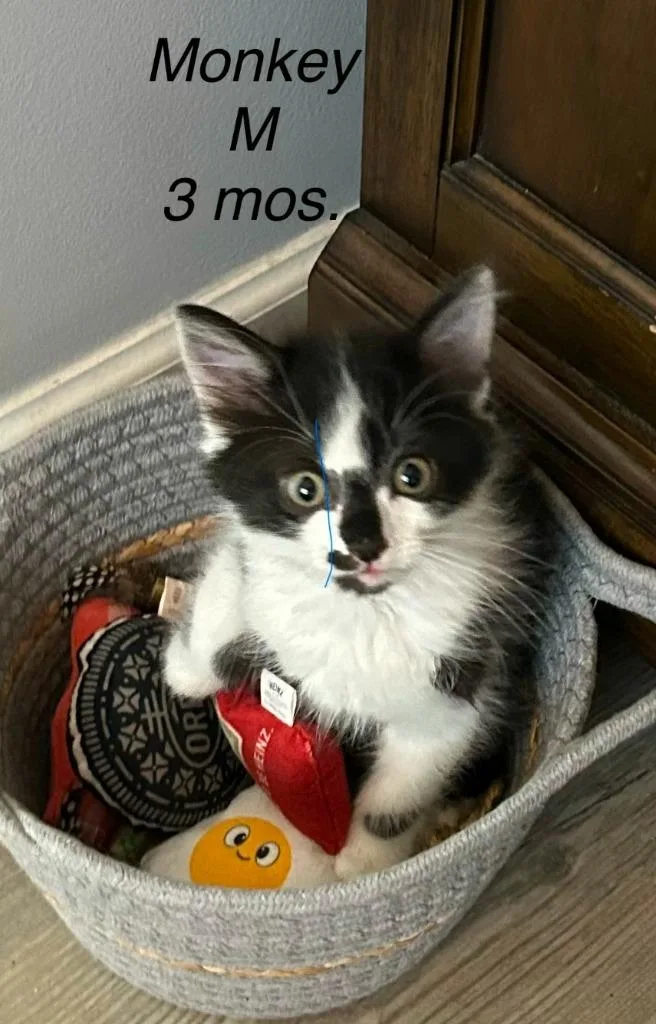 A baby small-sized male Domestic Short Hair cat named Monkey for adoption in Darien, GA