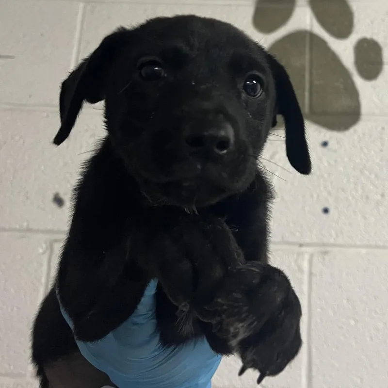 A baby small-sized male Black Shepherd dog named Ford for adoption in Edinburg, TX