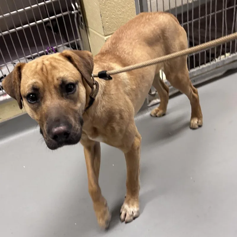 Mr. Pibb thumbnail 2