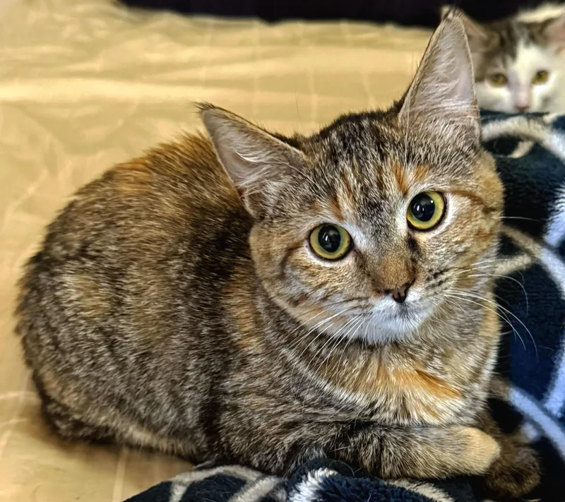A baby medium-sized female Calico Tabby cat named Abby for adoption in Fresno, CA