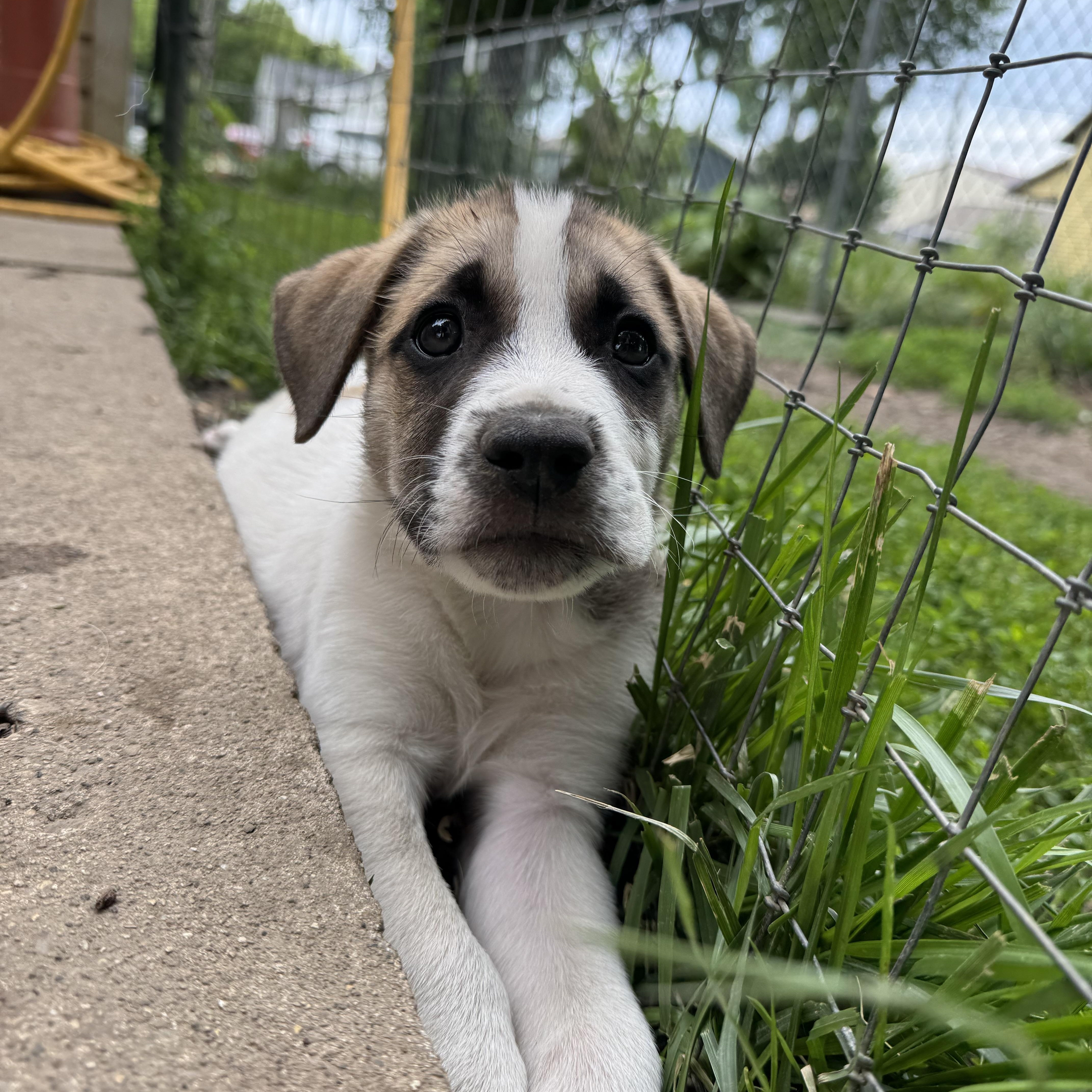 A baby extra large-sized male Tricolor (Brown, Black, & White) Saint Bernard dog named Hodor for adoption in RUSSIAVILLE, IN