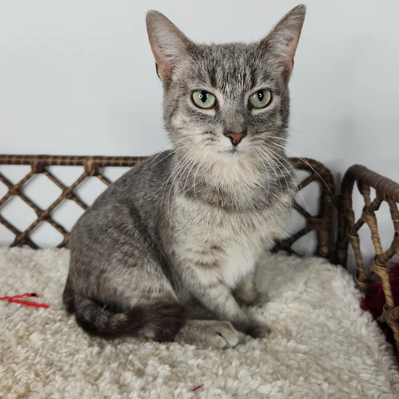 A young medium-sized female Gray / Blue / Silver Domestic Short Hair cat named Mindy for adoption in Fort Wayne, IN