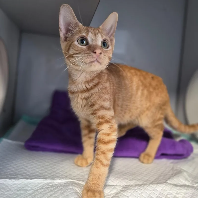 A baby small-sized male Orange / Red Domestic Short Hair cat named Elderberry for adoption in Lexington, KY