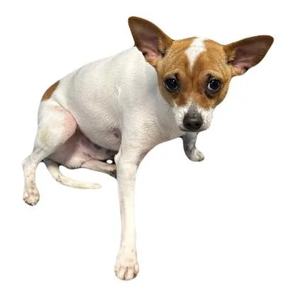 A young small-sized male Chihuahua dog named Thor for adoption in Red Bluff, CA