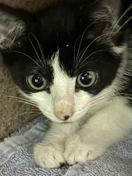 A baby small-sized female Black Domestic Short Hair cat named Ozark for adoption in Raleigh, NC
