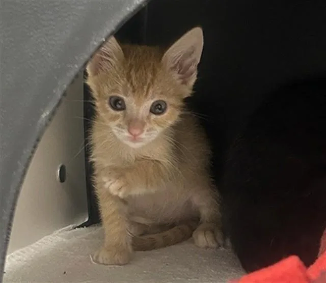 A baby small-sized male Domestic Short Hair cat named Pollo for adoption in Ontario, CA
