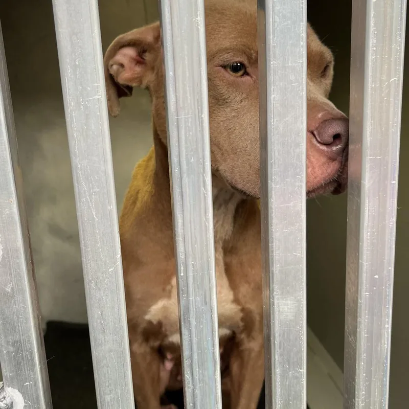 An adult medium-sized female Yellow / Tan / Blond / Fawn Pit Bull Terrier dog named Motty for adoption in Greensboro, NC