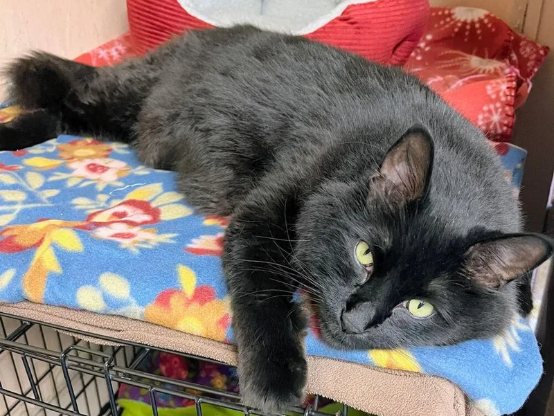 Moki