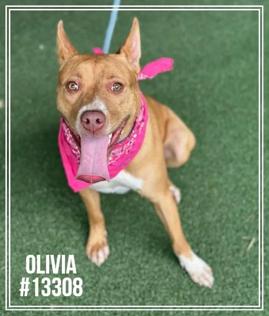 Olivia thumbnail 2