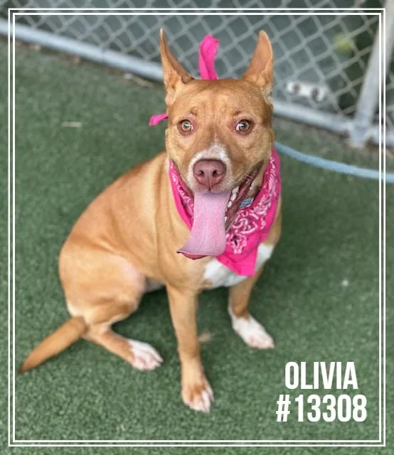 Olivia thumbnail 3
