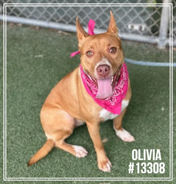 Olivia thumbnail 4