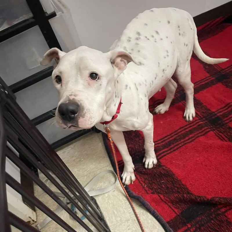 An adult medium-sized female White / Cream Dalmatian dog named Glimmer for adoption in Austin, TX