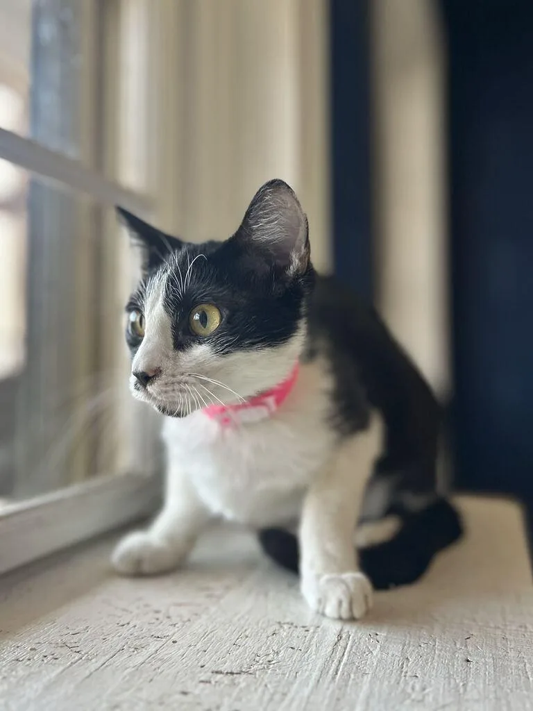 A baby medium-sized female Domestic Short Hair cat named Clarissa for adoption in Athens, AL