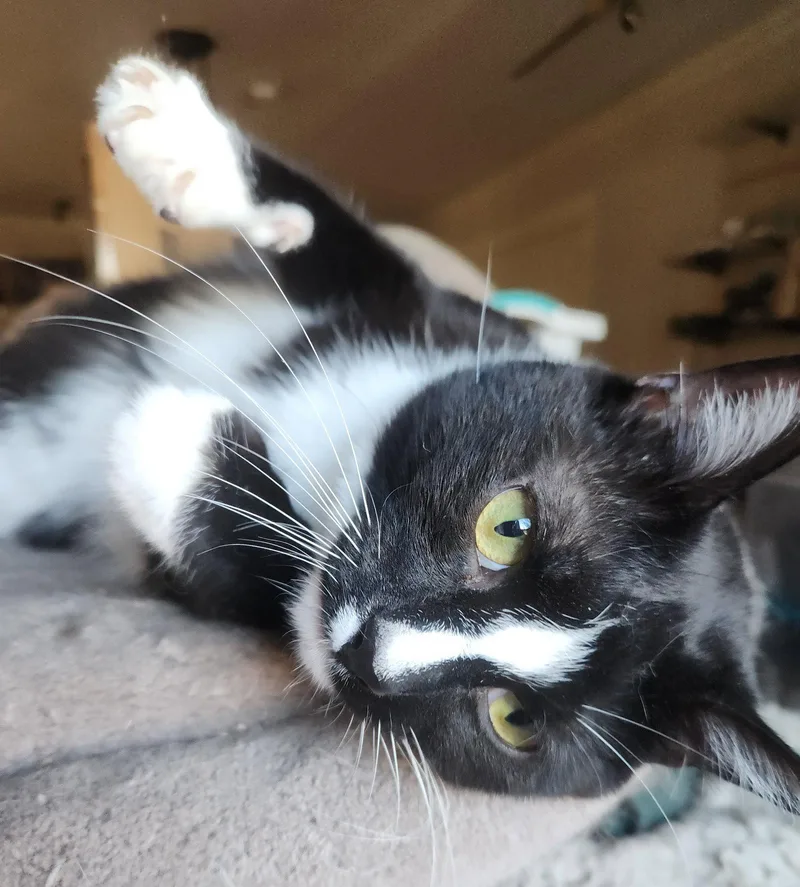 An adult medium-sized male Tuxedo cat named Samara for adoption in Monrovia, CA