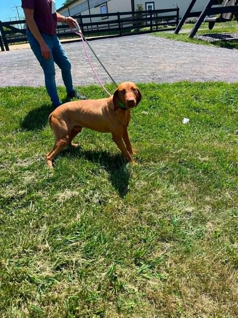An adult medium-sized male Vizsla dog named River for adoption in Havertown, PA