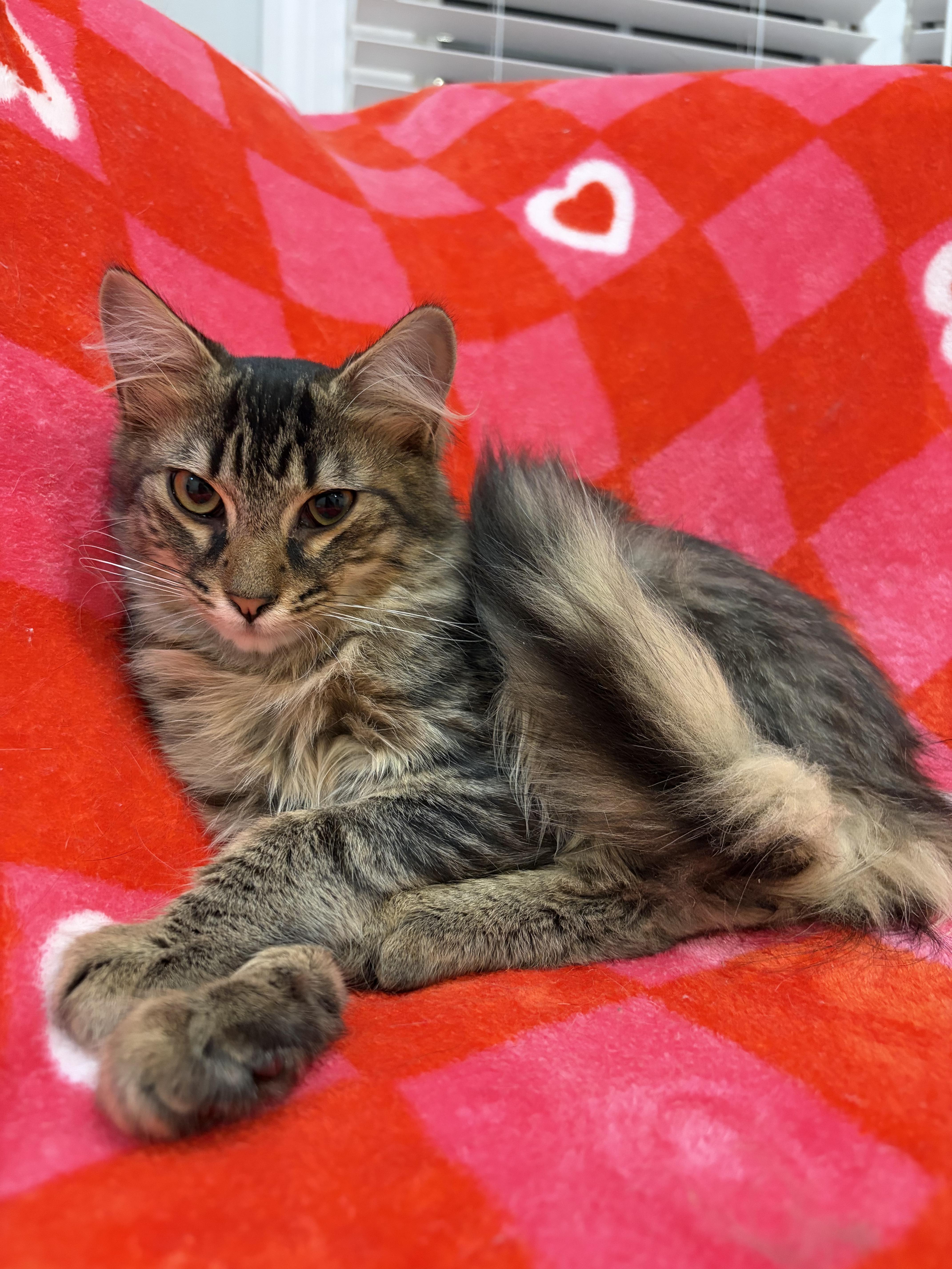 A baby medium-sized female Tabby (Brown / Chocolate) Domestic Long Hair cat named Pop for adoption in North Haledon, NJ
