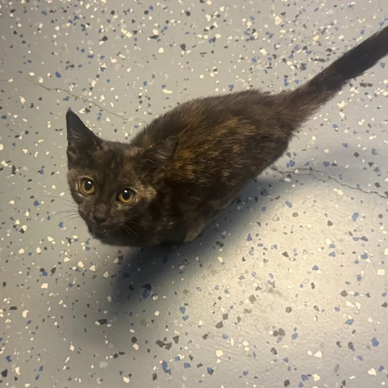 A baby small-sized female Tortoiseshell Domestic Short Hair cat named Kinley for adoption in Tuscaloosa, AL