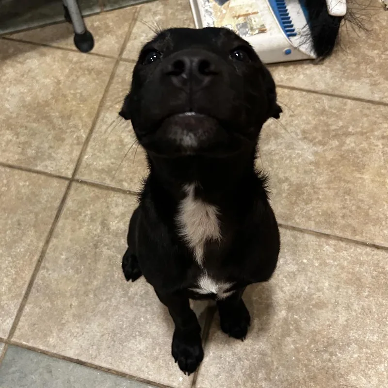 A baby small-sized male Black Mixed Breed dog named Dipper for adoption in Chattanooga, TN