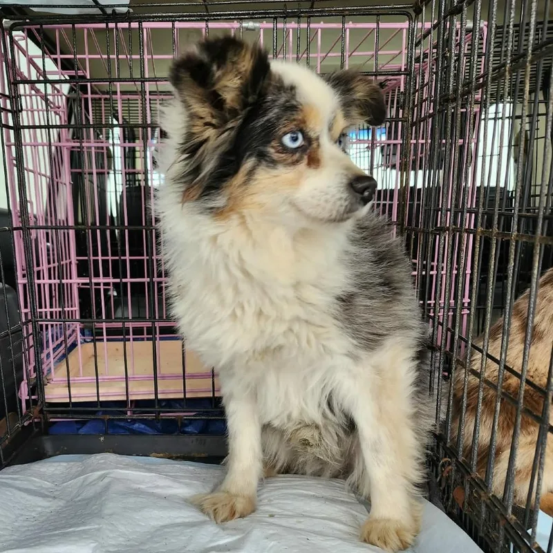A senior small-sized male Gray / Blue / Silver Australian Shepherd dog named Merlin for adoption in Ada, MN
