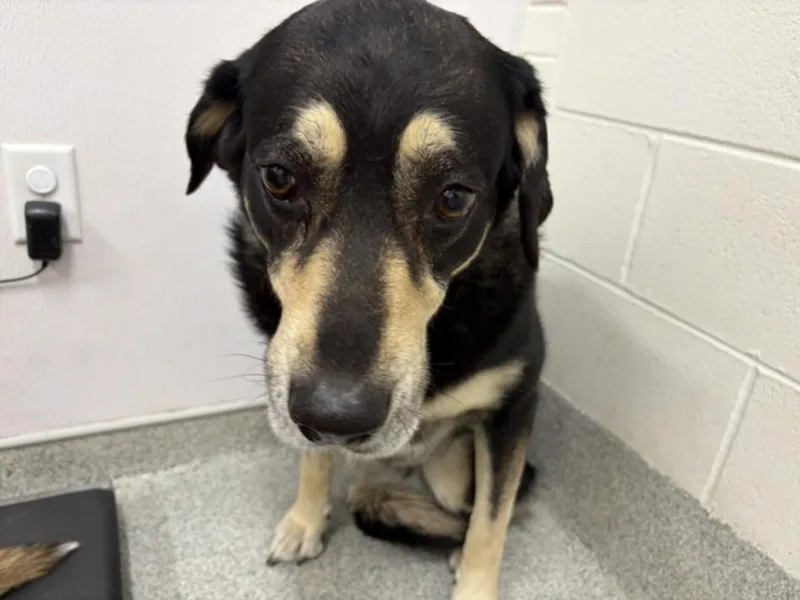 An adult large-sized female Siberian Husky dog named Nymeria for adoption in Loveland, CO