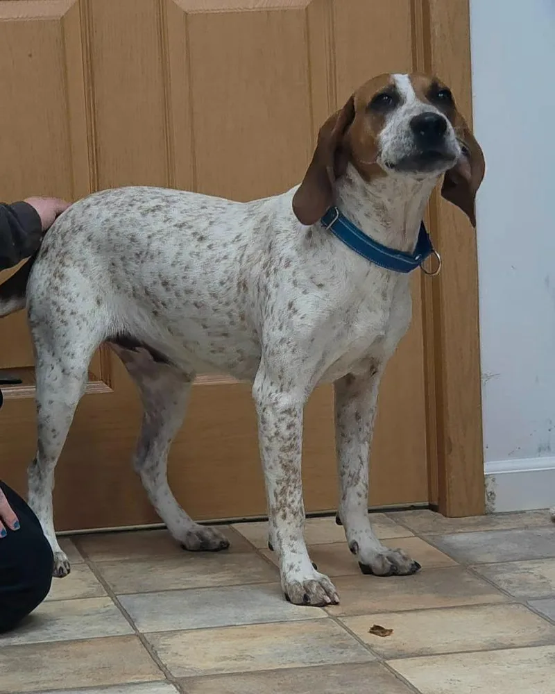 A baby large-sized male Hound dog named Delayne for adoption in Neillsville, WI