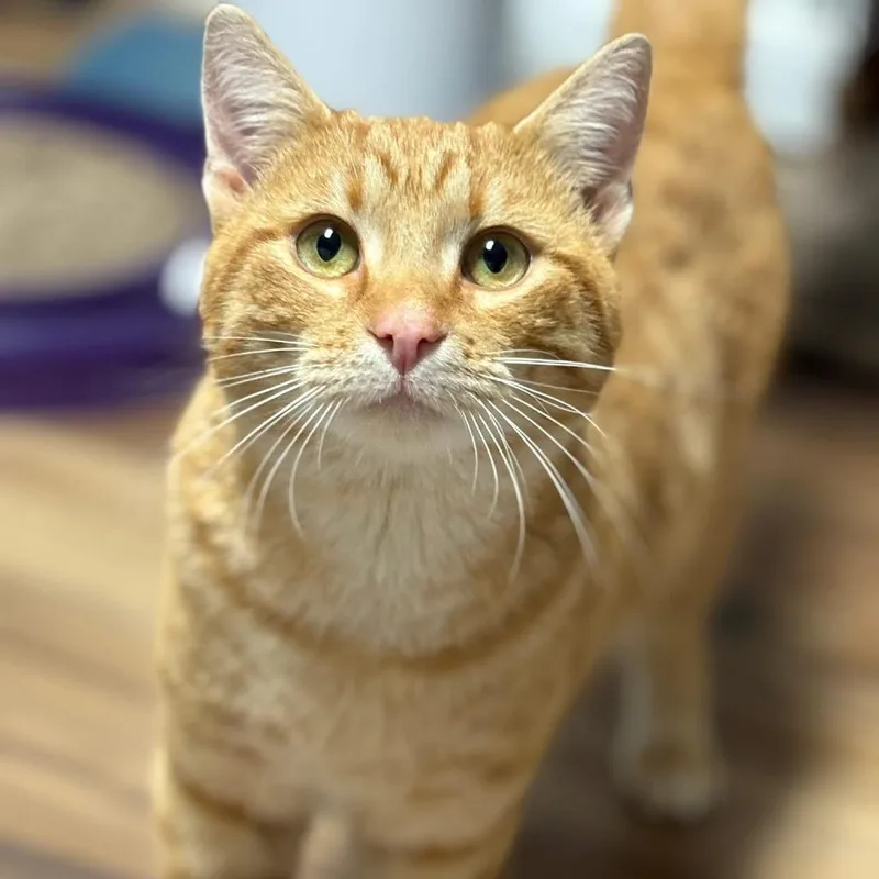 Steinbeck thumbnail 2