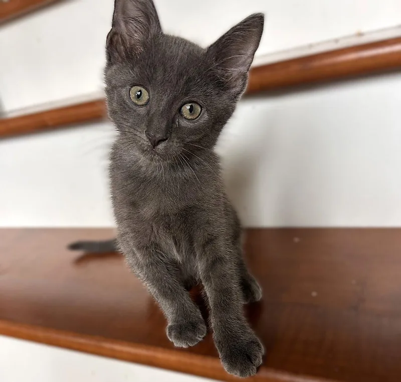 A baby medium-sized male Russian Blue cat named Bluebell for adoption in Fort Myers, FL