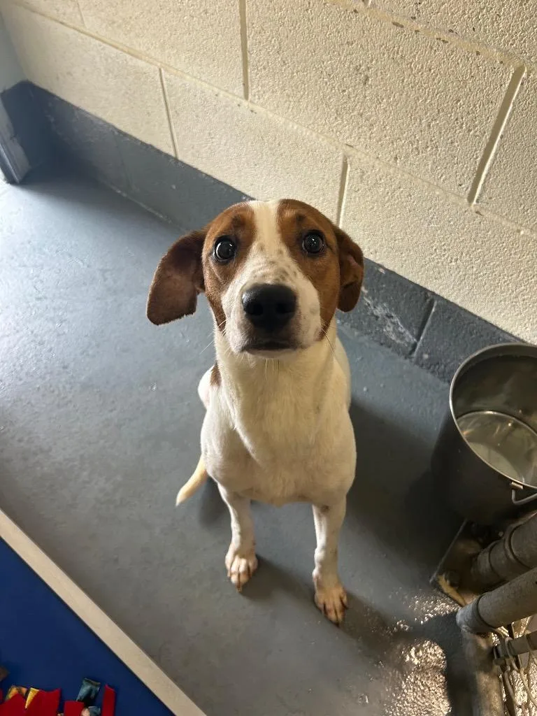 A young medium-sized female Coonhound dog named Penelope for adoption in Johnson City, TN