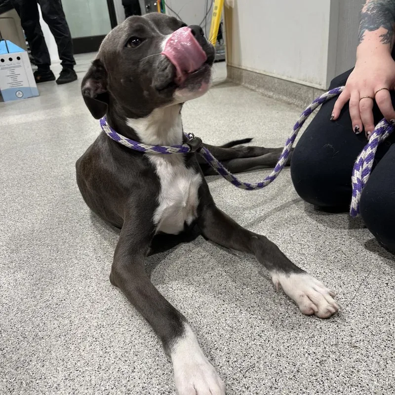 A young medium-sized male Terrier dog named Sheldon for adoption in Tampa, FL