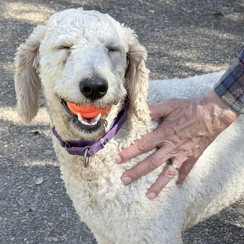 An adult large-sized male Standard Poodle dog named Winslow for adoption in Olive Branch, MS