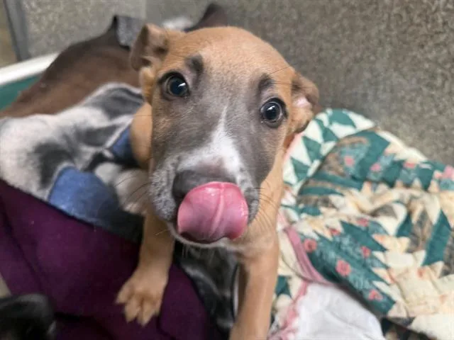 A baby small-sized female German Shepherd Dog dog named Mavis for adoption in Santa Rosa, CA