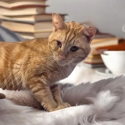 An adult small-sized male Domestic Short Hair cat named Aslan for adoption in Cumberland, MD