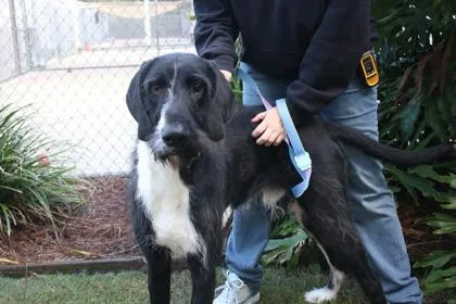 An adult extra large-sized male Irish Wolfhound dog named Sirius Black for adoption in Brunswick, GA
