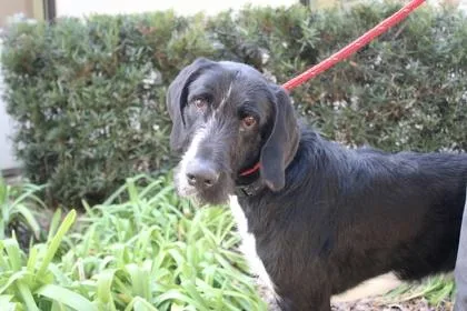 Sirius Black thumbnail 2